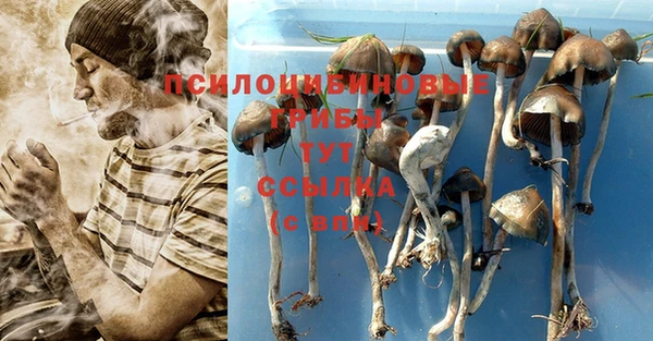 шишки Арсеньев