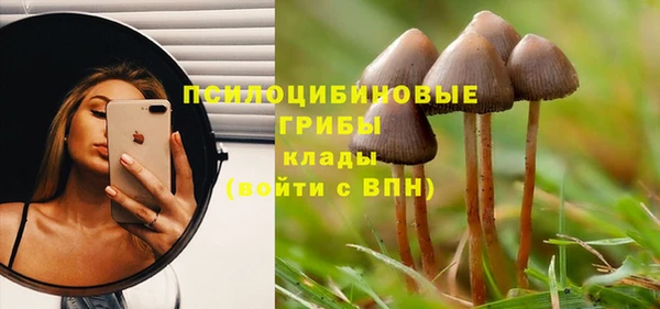 шишки Арсеньев