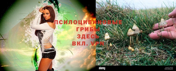 шишки Арсеньев